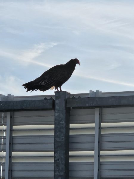 A turkey vulture sits on the roof of Somerset Berkley Regional High School. 